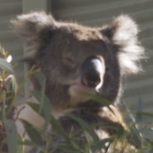 OZZY - Aussie Coin