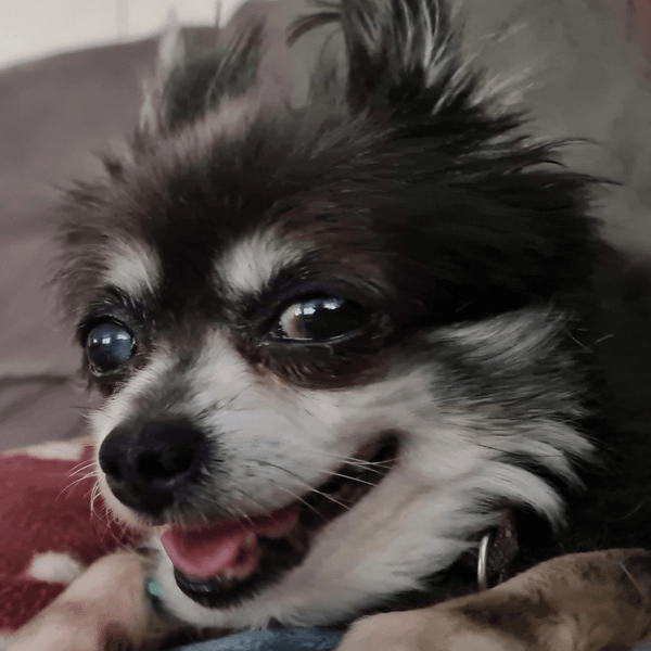Chihuahua Poo