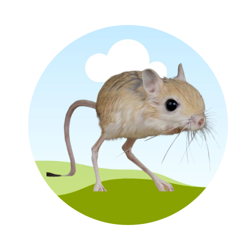 JERB - Jerboa