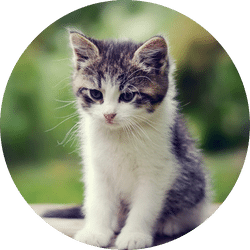 KITC - Kitten Coin